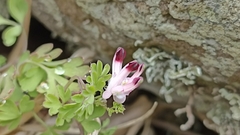 Fumaria bastardii