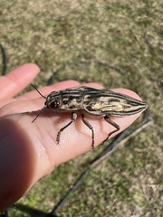 Chalcophora georgiana