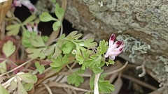 Fumaria bastardii