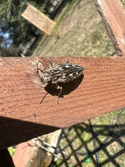 Chalcophora georgiana