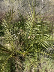 Phoenix dactylifera