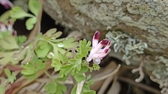 Fumaria bastardii