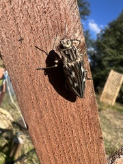 Chalcophora georgiana