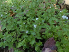 Hygrophila serpyllum