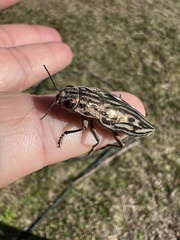 Chalcophora georgiana