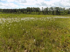 Eriophorum angustifolium