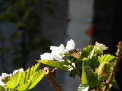 Callophrys xami