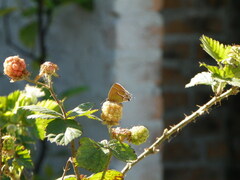 Callophrys xami