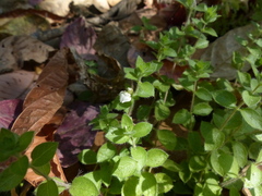 Hygrophila serpyllum