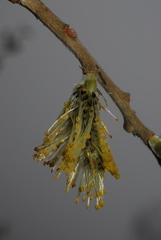 Salix cinerea