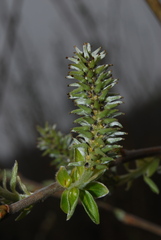 Salix cinerea