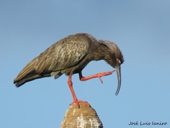 Theristicus caerulescens