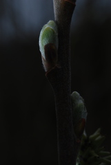 Salix cinerea