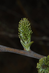 Salix cinerea