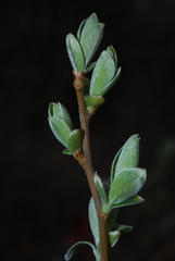 Salix cinerea
