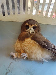 Pulsatrix koeniswaldiana