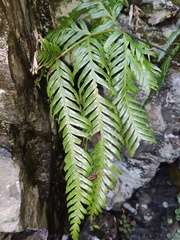 Pteris incompleta