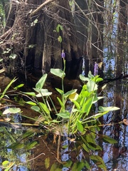Pontederia cordata
