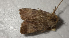 Standfussiana lucernea