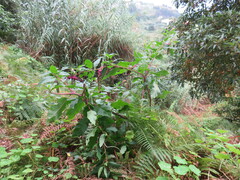 Phytolacca americana image