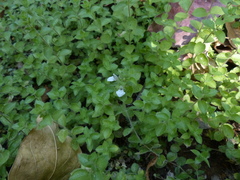 Hygrophila serpyllum