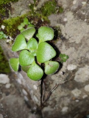 Aichryson villosum