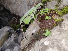 Aichryson villosum