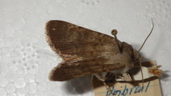 Standfussiana lucernea