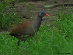 Crypturellus tataupa