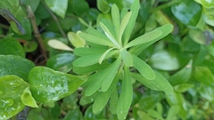 Euphorbia azorica