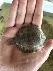 Trinectes maculatus