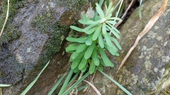 Euphorbia azorica