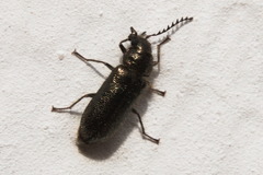 Cleroidea
