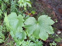Ranunculus cortusifolius