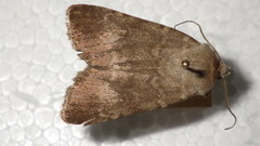 Standfussiana lucernea