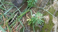 Euphorbia azorica