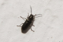 Cleroidea