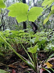 Ranunculus cortusifolius