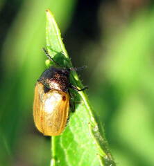 Labidostomis