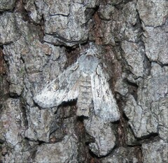 Lithophane ornitopus