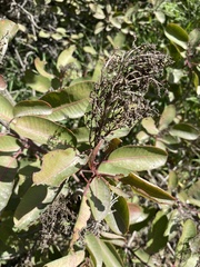 Malosma laurina