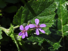Erodium malacoides