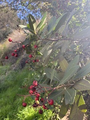 Heteromeles arbutifolia