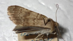 Standfussiana lucernea