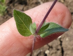 Hygrophila serpyllum