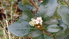 Rhaphiolepis umbellata