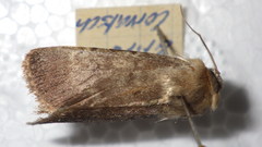 Standfussiana lucernea