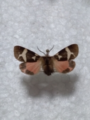 Watsonarctia deserta