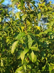 Rhamnus prinoides