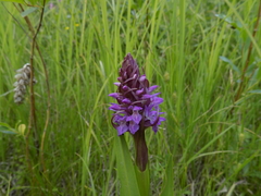 Dactylorhiza incarnata